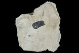 Pennsylvanian Fossil Fern (Macroneuropteris) Plate - Kentucky #112963-2
